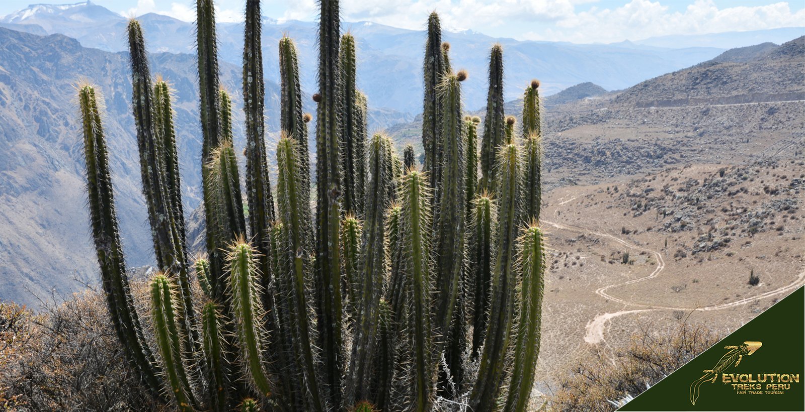 Colca Canyon Trip