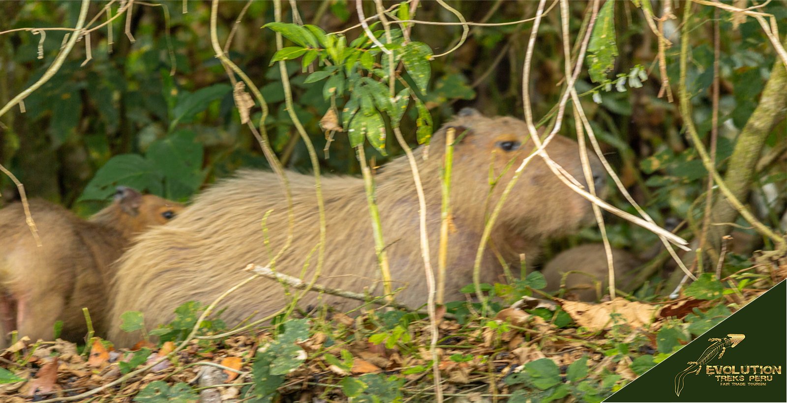 Manu-National-Park-Trip-1640x840 Manu National Park Trip