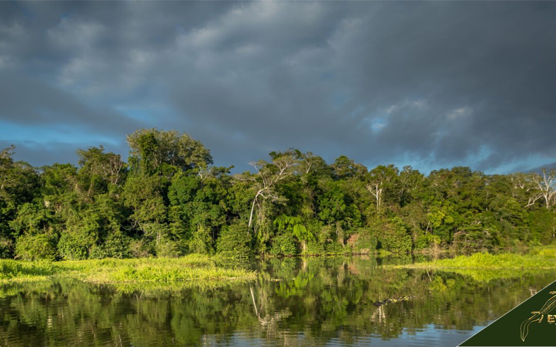 Tambopata National Reserve Guide: History, Tours, Maps, and Facts