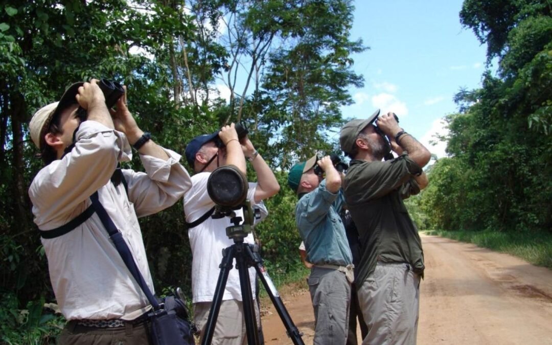 A Feathered Paradise: Discover the Marvels of Birdwatching in Peru